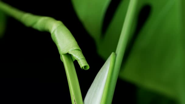 Close View Sprouting Monstera Leaf — Stock Video