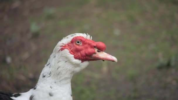 Zamknij Udomowione Czerwone Kaczki Muscovy Farmie — Wideo stockowe