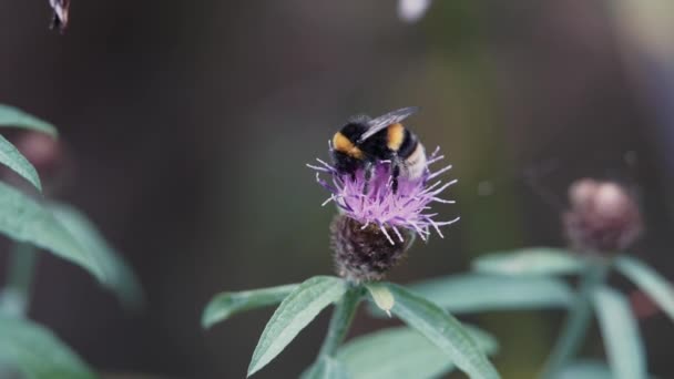 Bourdon Pollinisant Une Fleur Centaurée Avant Prendre Son Envol — Video