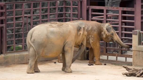位于韩国首尔大公园动物园的一对濒临绝种的亚洲大象站在他们的开放圈子里 — 图库视频影像