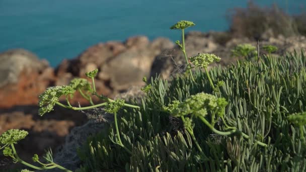 Rock Samphire Crithmum Maritimum Sea Shore Plant Plant Growing Rocks — Stock Video