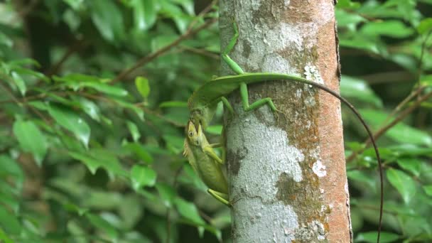 Twee Groene Kameleons Vechten Een Boomstam — Stockvideo