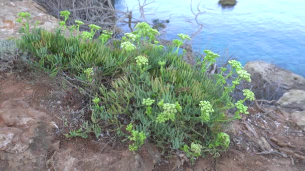 Rock Samphire Sea Fennel Simply Samphire Rocky Coast Mediterranean Island — Stock Video