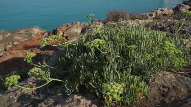 Crithmum Maritimum Bush Morning Golden Sun Calm Sea Rippling Background — Stock Video