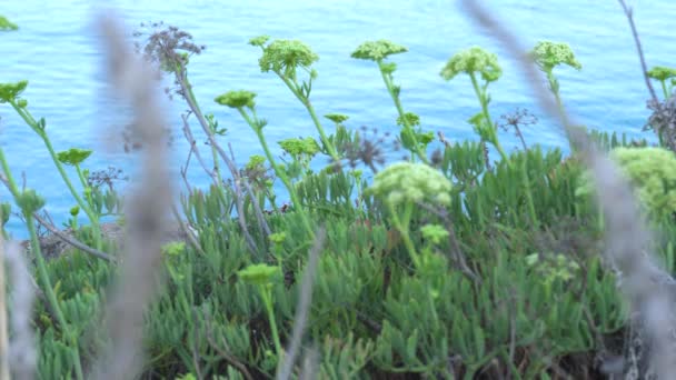 Stalks Mediterranean Sea Fennel Plant Dawn Crithmum Maritimum Mediterranean Sea — Stock Video