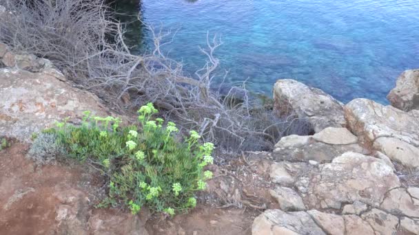 Crithmum Maritimum Grows Sea Rocky Soil Sea Fennel Sea Background — Stock Video