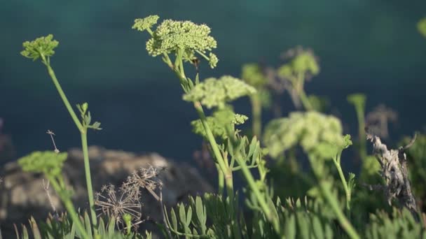 Bee Foraging Close Yellow Flowers Rock Samphire Crithmum Maritimum Coastal — Stock Video