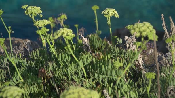 Amarillo Rock Samphire Creciendo Salvaje Paisaje Marino Crithmum Maritimum Mar — Vídeo de stock