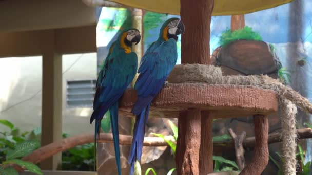 Guacamayo Azul Amarillo Ara Ararauna Con Plumaje Vivo Colorido Posado — Vídeo de stock