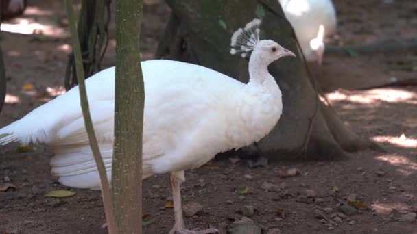 自然の生息地である鳥保護区の野生動物公園で周囲の環境を探索しながら 特別な白い孔雀 論理的な変異を持つパブクリステータス — ストック動画