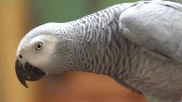 Detalhes Perfil Close Wild Congo African Grey Parrot Psittacus Erithacus — Vídeo de Stock