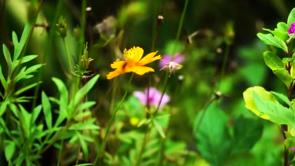 Yellow Sulfur Cosmos Cosmos Sulphureus Other Wildflowers Foliage Vietnam Selective — Stock Video