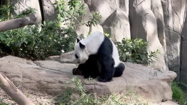 Specii Vulnerabile Panda Gigant Ailuropoda Melanoleuca Trezite Într Poziție Așezată — Videoclip de stoc