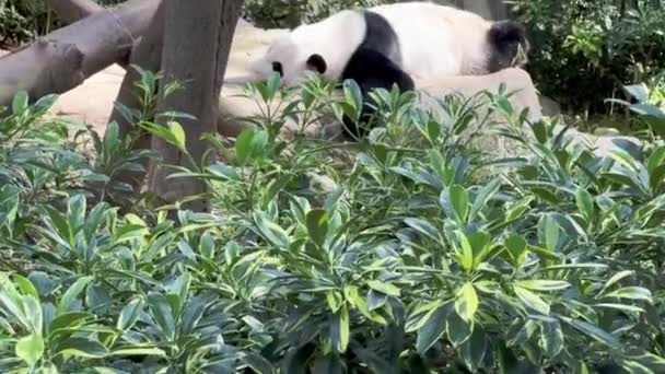 新加坡曼达伊野生动物保护区日前 一只懒洋洋的大熊猫在其栖息地安睡于一个悠闲的下午 它的身上还带着绿叶 这只大熊猫被拍下了一张照片 — 图库视频影像