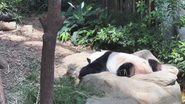 Panda Raksasa Ailuropoda Melanoleuca Tidur Perut Pada Sore Hari Santai — Stok Video