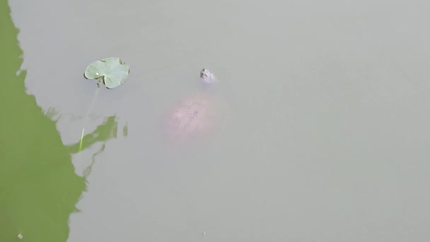 Wild Turtle Park Lake Swims Surface Green Water — Stock Video