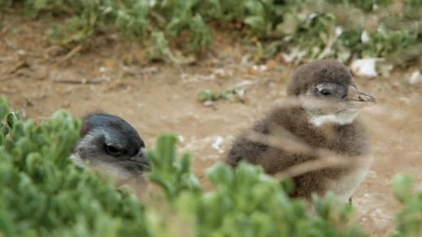 Rüzgarlı Koşullarda Tüy Döken Penguen Yavruları Sığ Odak Cape Town — Stok video