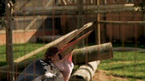 Curious Behavior Massive Marabou Stork Scratches Its Head Yawns — Stock Video