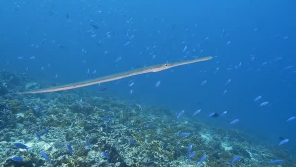 Tropik Mercan Resifinde Trompet Balığı Yakın Çekim — Stok video