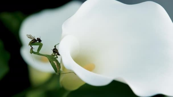 Timelapse Mantis Verde Comiendo Una Abeja Agarrada Por Sus Patas — Vídeo de stock