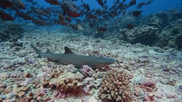 Tubarão Recife Whitetip Águas Límpidas Repousando Sobre Recife Coral Tropical — Vídeo de Stock