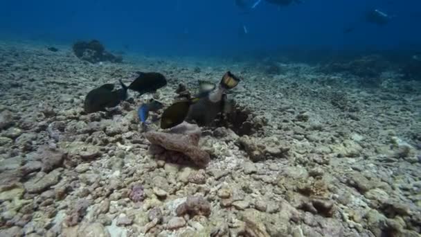 Barevný Titan Spouštěč Ryby Krmení Tropickém Korálovém Útesu Čisté Vodě — Stock video