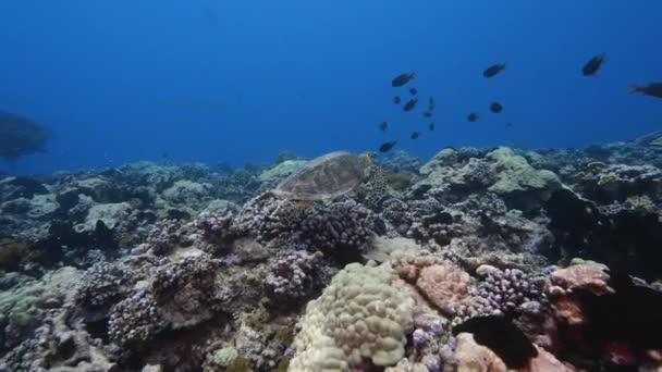 太平洋の澄んだ水の中で熱帯サンゴ礁の上を泳ぐホークスビルウミガメ — ストック動画