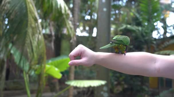 Neugieriges Regenbogenlorikeet Trichoglossus Moluccanus Der Auf Einem Verschwitzten Arm Hockt — Stockvideo