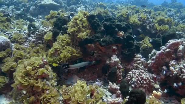 Tropikal Bir Mercan Resifinde Berrak Sularda Trompet Balığı Yaklaşıyor Fransız — Stok video