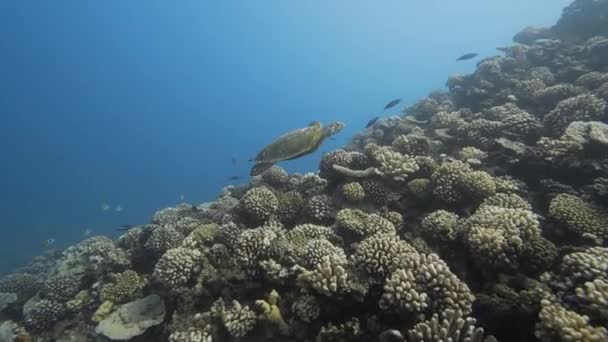 바다거북은 태평양의 산호초 위에서 화려하게 — 비디오