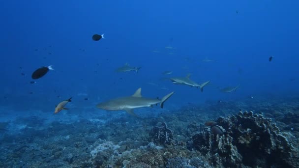 Школа Сірих Рифових Акул Прибиральній Станції Тропічному Кораловому Рифі Чистій — стокове відео
