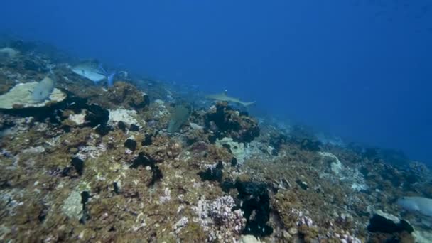 Napoleense Wrasse Omringd Door Andere Tropische Vissen Zoek Naar Voedsel — Stockvideo