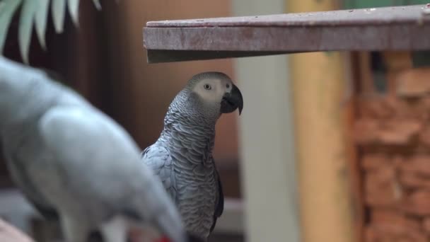 Papagaio Cinzento Africano Psittacus Erithacus Armazenando Comida Sua Cultura Gritando — Vídeo de Stock