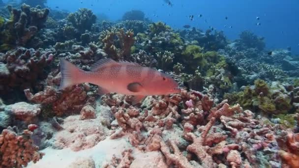 Mérou Corail Repéré Sur Récif Corallien Tropical Eau Claire Océan — Video