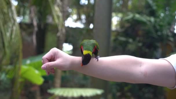 Kleiner Regenbogenlorikeet Trichoglossus Moluccanus Der Auf Einem Verschwitzten Arm Hockt — Stockvideo