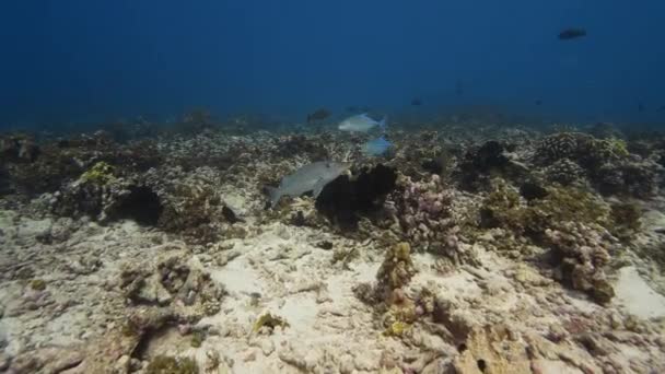 Niebieski Jackfish Tropikalnej Rafie Koralowej Południowym Pacyfiku — Wideo stockowe