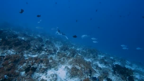 Dos Mantarrayas Que Suben Del Azul Arrecife Coral Tropical Océano — Vídeos de Stock