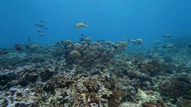タヒチ島周辺の太平洋の澄んだ水の中でカラフルな熱帯サンゴ礁に学校のPfパドルテールスナッパー — ストック動画