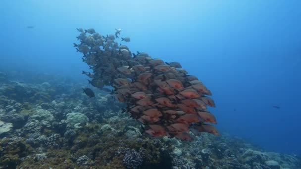 在塔希提岛周围太平洋清澈水域的热带珊瑚礁上 摄像镜头正接近学校的一条围裙 — 图库视频影像