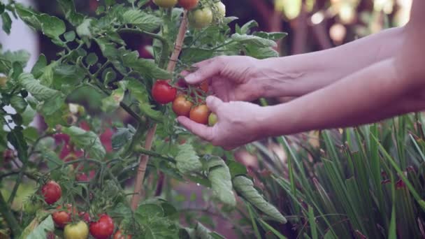 Sběr Pěstování Šťavnatých Baculatých Zralých Rajčat Čerstvě Zelené Révy Ručně — Stock video