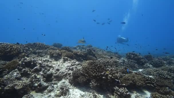 Γκρίζος Καρχαρίας Ύφαλος Πλησιάζει Έναν Τροπικό Κοραλλιογενή Ύφαλο Καθαρά Νερά — Αρχείο Βίντεο