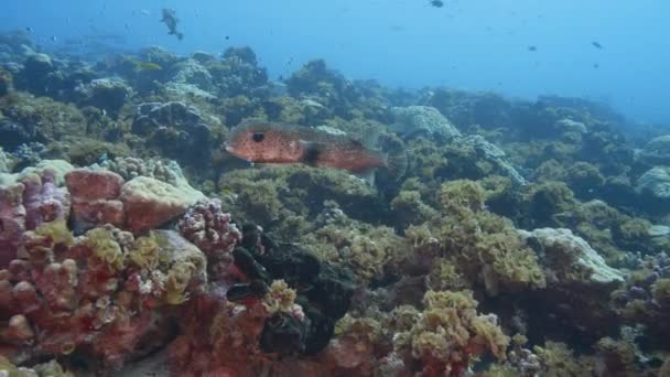 南太平洋の熱帯のサンゴ礁に近い フランス領ポリネシアのタヒチ島周辺の2つのかわいいポルカピンフグ — ストック動画