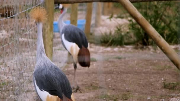 Striking African Crowned Cranes Pacing Fence Sanctuary South Africa — Stock Video