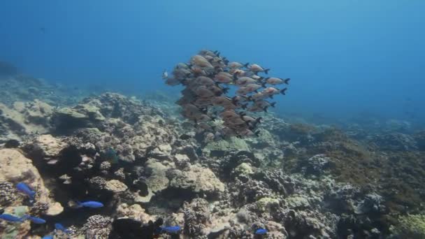 Skolan Paddletail Snapper Ett Tropiskt Korallrev Klart Vatten Stilla Havet — Stockvideo