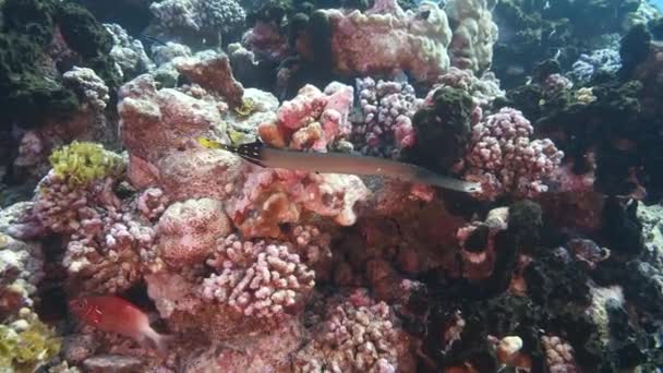 Tropikal Bir Mercan Resifinde Berrak Sularda Renkli Trompet Balıkları Yaklaşıyor — Stok video