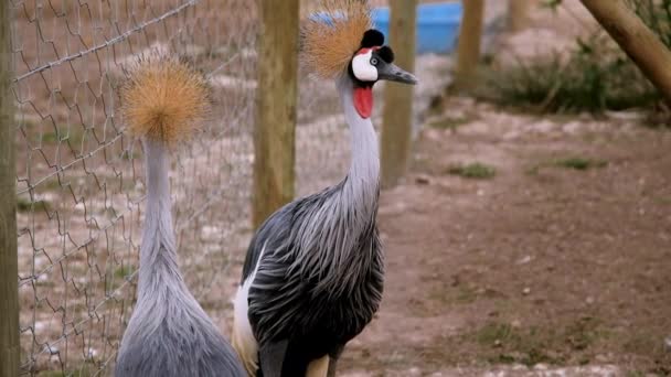 Majestic Grey Crowned Cranes Holding Pen Sanctuary Close View — Stock Video