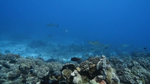 Tahiti Adalarının Etrafındaki Güney Pasifik Okyanusu Ndaki Fakarava Adasında Berrak — Stok video