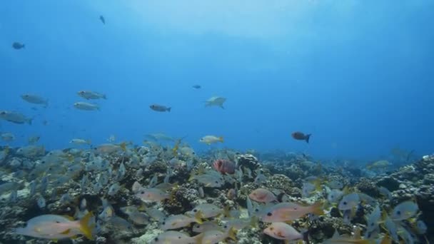 Tiburones Arrecife Gris Detrás Una Escuela Pargos Aguas Claras Arrecife — Vídeo de stock