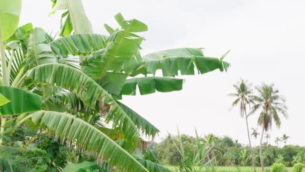 Bananenplantage Mit Grünen Wiesen Garten — Stockvideo