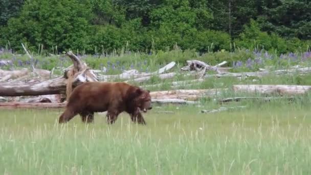 Obrovská Dominantní Jizva Pokrývající Medvěda Hnědého Hledajícího Potravu — Stock video